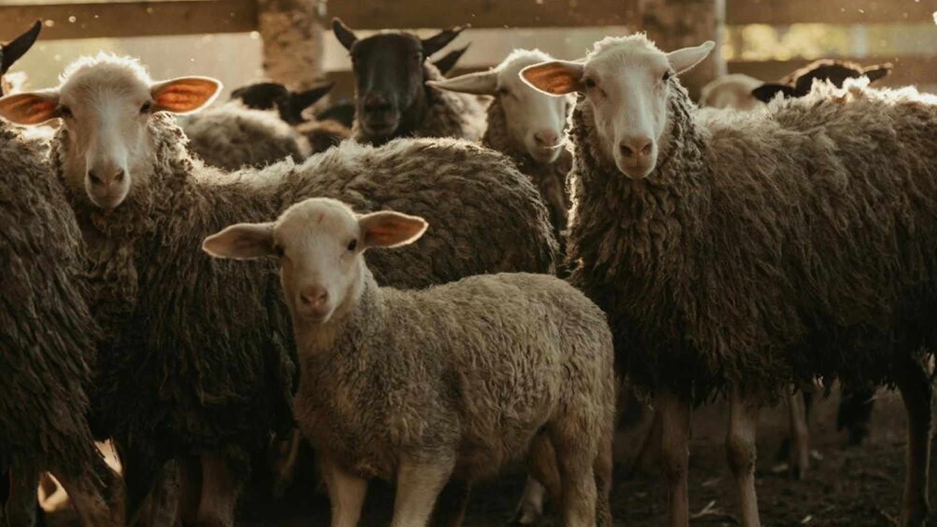 2025 Kurban Bayramı Ne Zaman ve Bayram Tatili Kaç Gün Olacak?